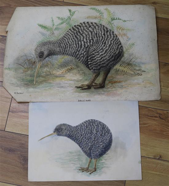 A collection of ornithological watercolours, by F.E. Genlloyd, largest 33 x 50cm